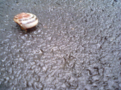 katubusi's profile picture. どうも、はじめまして。ほどほどに生きております