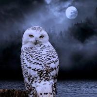 Qais (@qais80475365) 's Twitter Profile