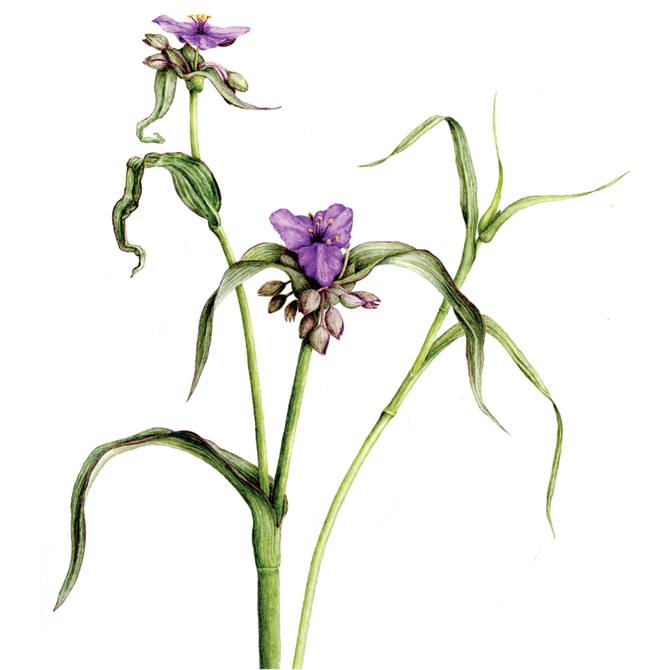 Botanical Artists for Education & the Environment (BAEE) fosters an appreciation for native plants, their artistic representations, & environmental importance.