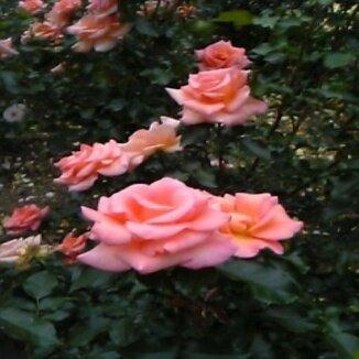 xip9pfactory's profile picture. 