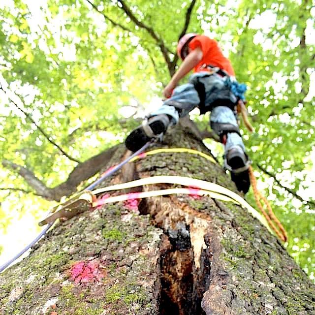 TreeCareATL's profile picture. 