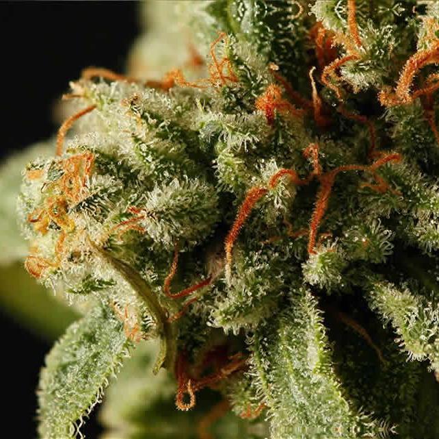 SuspendedBrands's profile picture. From start to finish, the end goal is perfection.