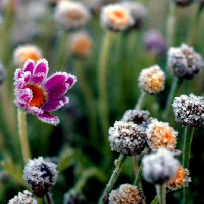 princesa_2081's profile picture. 