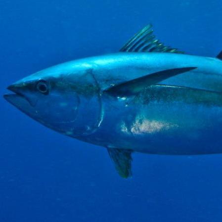 Página creada para compartir todo tipo de información sobre esta modalidad de pesca y poder conseguir contactos para salidas por zona de Huelva. Un saludo!