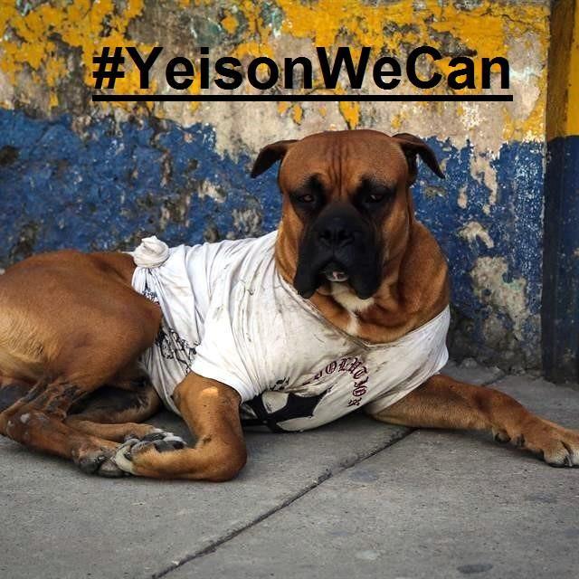 YeisonWeCan's profile picture. Así como oriné al alcalde de Guadalajara, puedo gobernar a la perrada. La política es una profesión muy perrona.