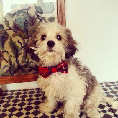 grahamspro's profile picture. 