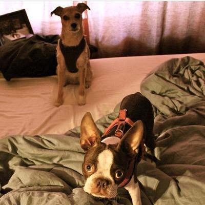Jake Pitt's and Ella Cole's dogs.