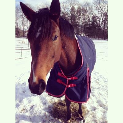 Ride it like you stole it. Ottb. USEA. Area I. Sunshine Isabella