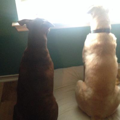 peacepowerpets's profile picture. For Anmail Shelter Awarness and the Love our fellow Companions...Follow us & spread the Love... Be cool........