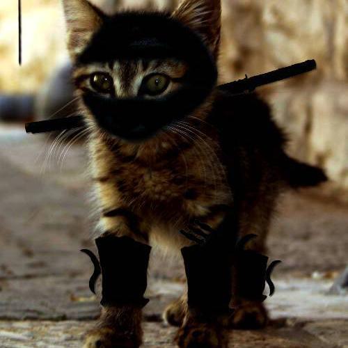 Just a cool cat who plays games and shit. 
RSN: N1njaCat