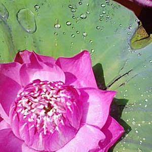 Quoc888's profile picture. 😃✈️🚢 移動中