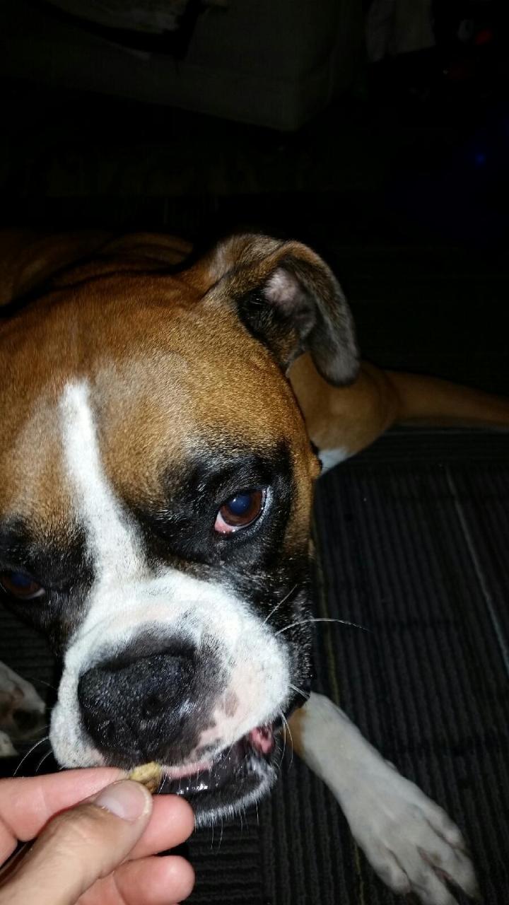 dailyboxer's profile picture. Cora & Brewer here! Baxter left us in charge promising to do the OGs Cookie and Butterz proud ❤️