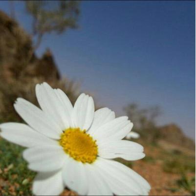تفائل دائماً