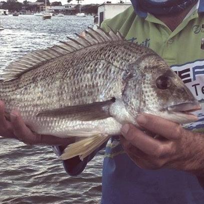 2 man fishing team entering **Elite Bream Tournaments
** ABT
** Gold Coast Bream Series
**The Flathead Classic in 2015