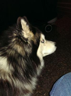 AttheDoghouse's profile picture. I care for pets in their own environment.  (I come to them!) Providing a stress free environment & positive reinforcement training!