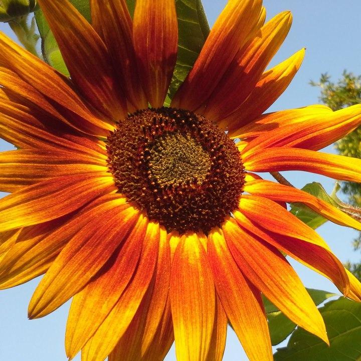 blacklistfannow's profile picture. 