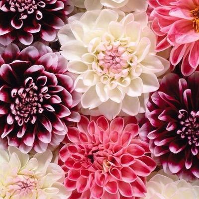 eugeromance's profile picture. 