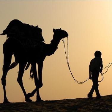 NomadCollec's profile picture. 