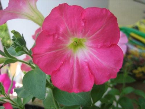 amyfatzinger's profile picture. 