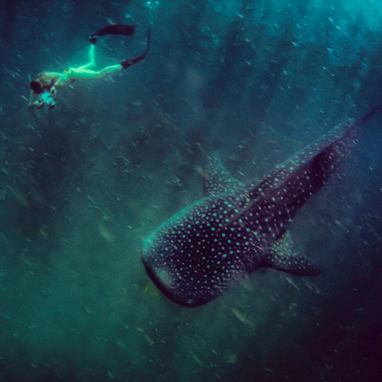 Renee Blundon, an avid diver, inspiring the world about the wonder & possibilities of #freediving, #scuba diving & the hidden world beneath the waves