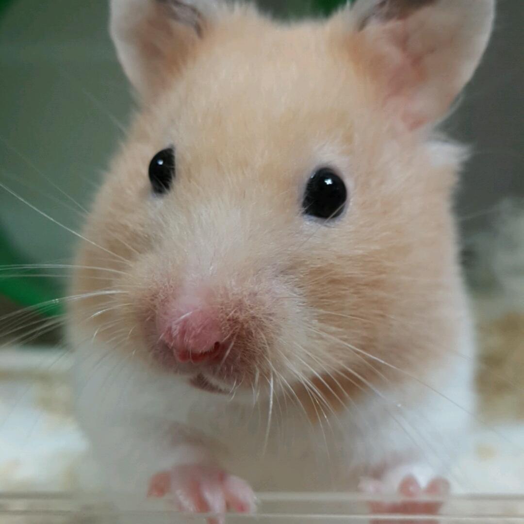 tofuham's profile picture. 괭괭 고미해미/동물계 맞팔해요