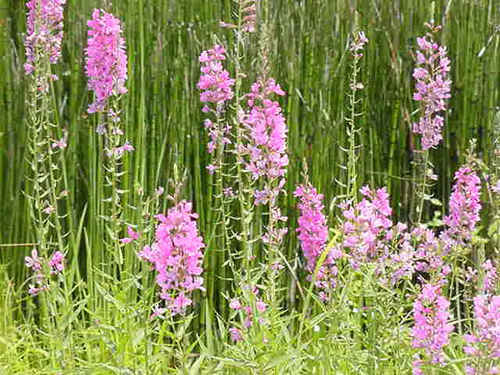 Im_the_Mom's profile picture. Heather Callis Rainwater