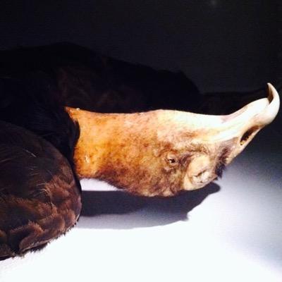 CSirakowski's profile picture. 