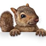 I am busy collecting acorns, no time to play. But when things go wrong, I need a little help
