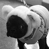 morrisdogkorea's profile picture. 