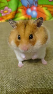Kakeru0hamster's profile picture. Hi! I'm hamster.I'm actor!!
My bro is @IamTenten1010 /PLS follow me!!/I love you♡I love food:) please give me something to eat!!