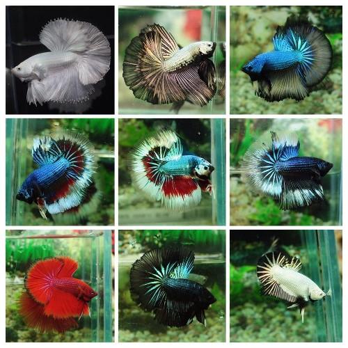 Betta fish pic gallery http://t.co/2O8L5X16qJ