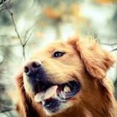 *woof* *woof*
