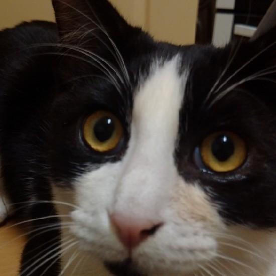 diaconescurazv1's profile picture. 