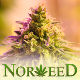 Norweed_blogg's profile picture. Norweed arbeider med å fremme politisk og sosial aktivitet rundt legalisering av medisinsk og industriell cannabis i Norge