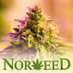 Norweed (@norweed_blogg) Twitter profile photo