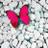 w2debshofk70gm1's profile image