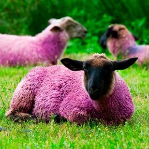 bexbohea's profile picture. 