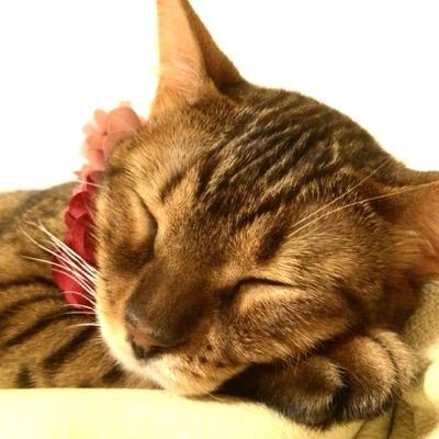 nyanco_pass Profile Picture