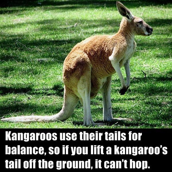 Did you know that elephants hold grudges or that cougars can't roar? Learn interesting animal facts..