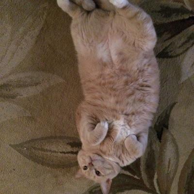 fatdrunknigger's profile picture. im into dudes and personal fisting