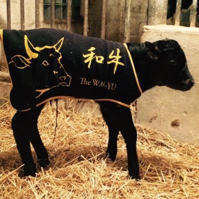 JillStump's profile picture. I live at Baycroft Farm in De Pere, Wisconsin raising Wagyu beef cattle. #wagyu