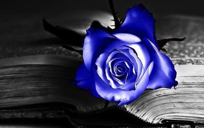 الزهرة الزرقاء Roseblue255 Twitter
