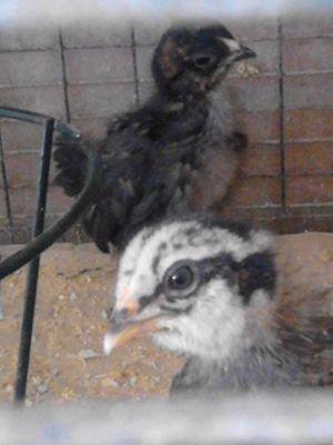 onycode's profile picture.