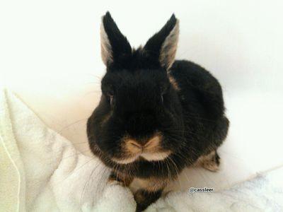 some random bunny thoughts and a place to announce what is happening in our store