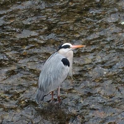 おもに情報収集のため。リツイート多めです。失礼があればご容赦ください。