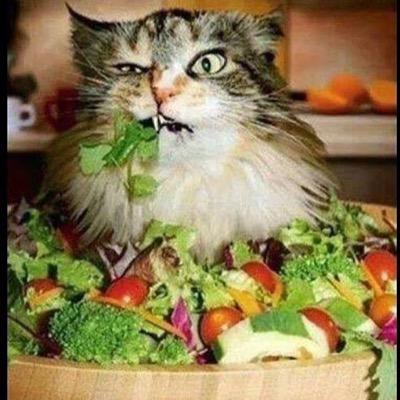 LOLLL__at's profile picture. every damn day laughing at the human race.