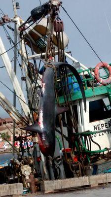 568f4e03935d48e's profile picture. 