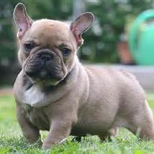 myujii's profile picture. 音楽が好きです。草花が好きです。犬猫が好きです。