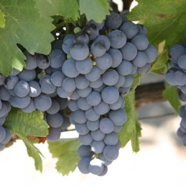 CarterCrk's profile picture. Love living in the Texas Hill Country.