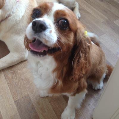 I'm a 5 year old Cavalier King Charles Spaniel with a love of food and sleep. When I'm not sleeping I like annoying the postman and my sister @unityguidedog